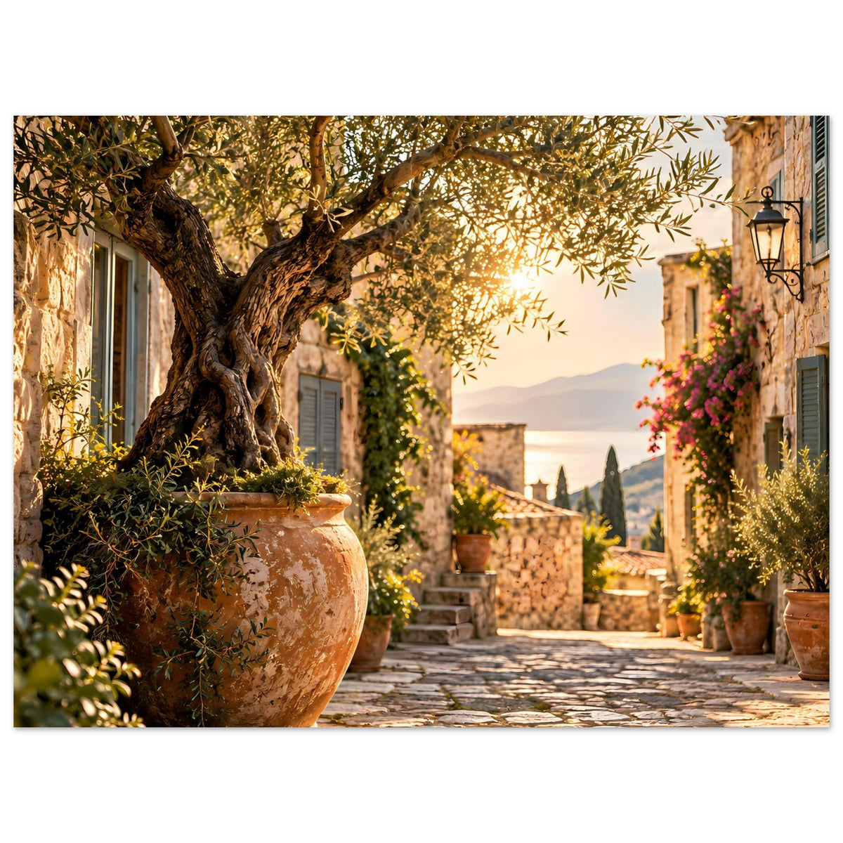 Mediterranes Fotoposter: Olivenbaum, Tongefäß und Pflanztöpfe an der Gassenwand