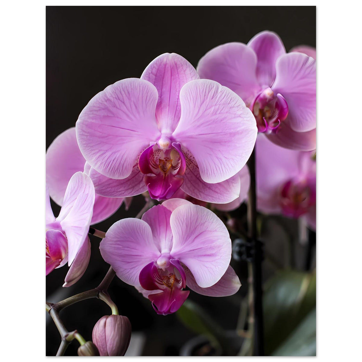 Orchideen-Poster mit hellrosa Blüten, violettem Blütenzentrum und Knospen