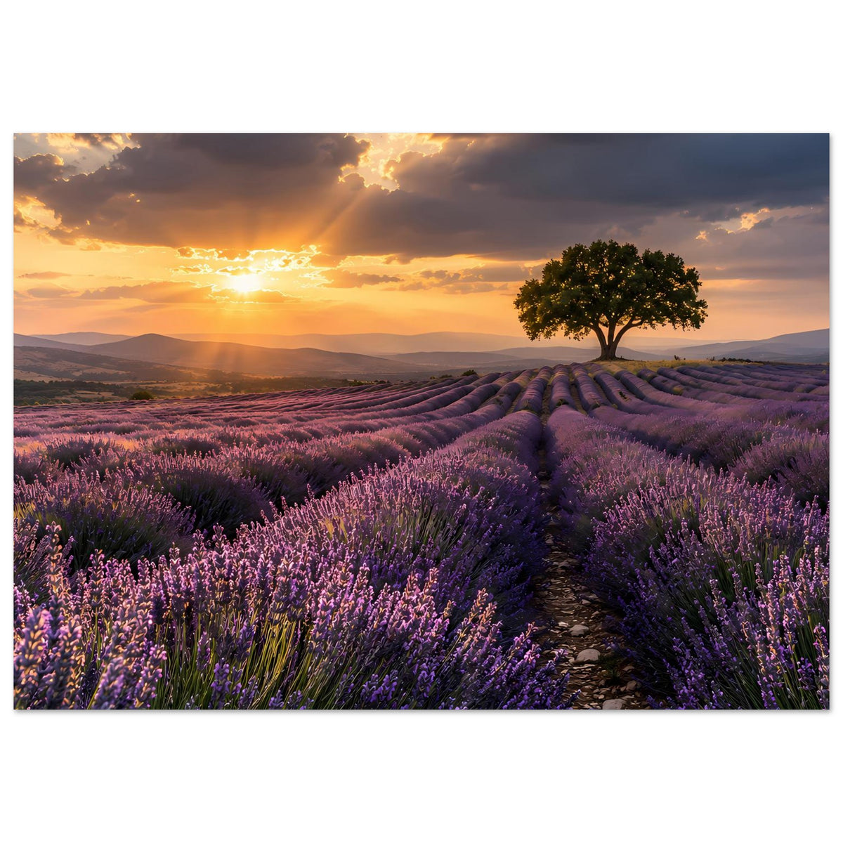 Poster mit Lavendelfeld und Sonnenuntergang: Pfad zwischen violetten Blüten, Baum