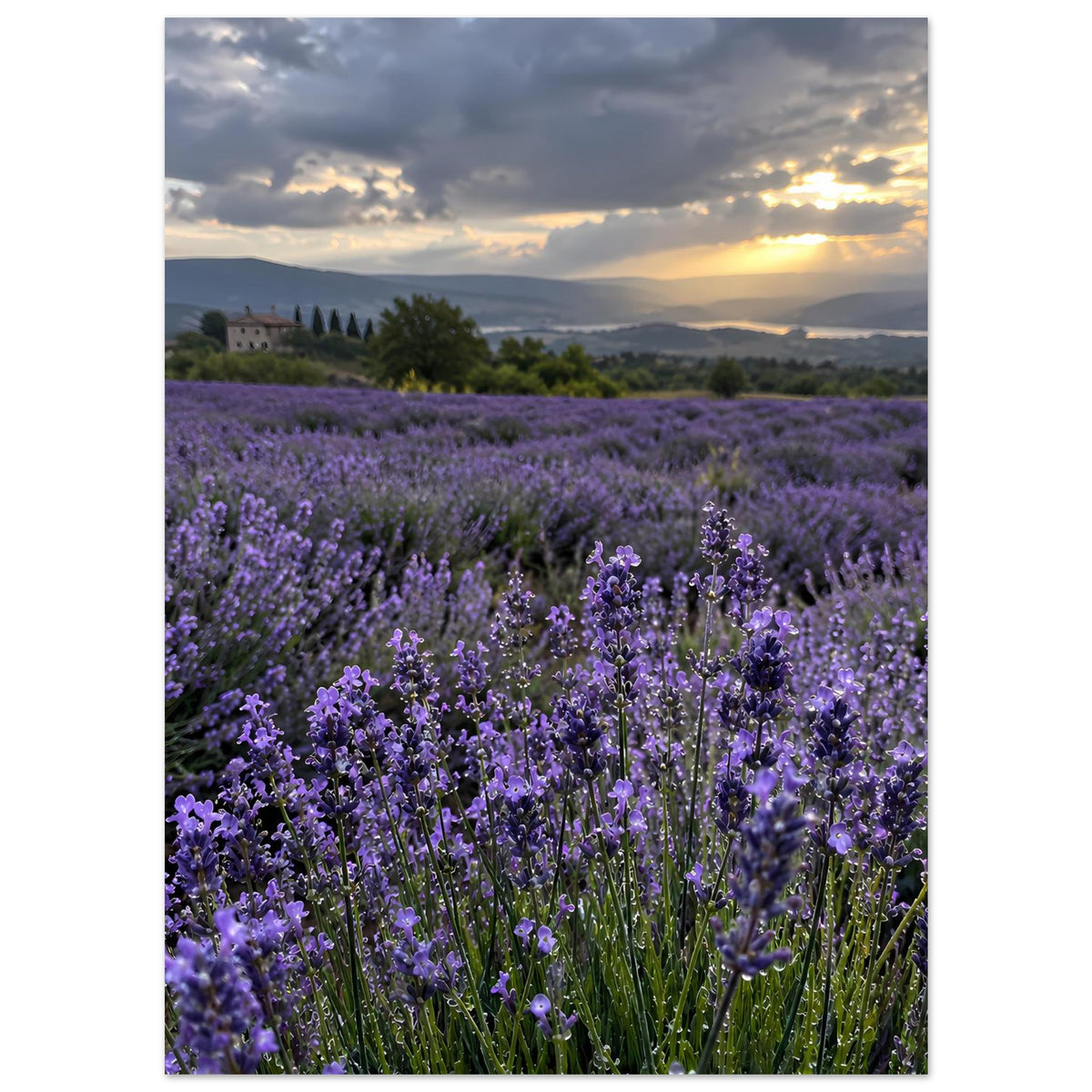 Poster im Hochformat: lila Lavendelblüten zwischen Landschaft und Sonnenuntergang