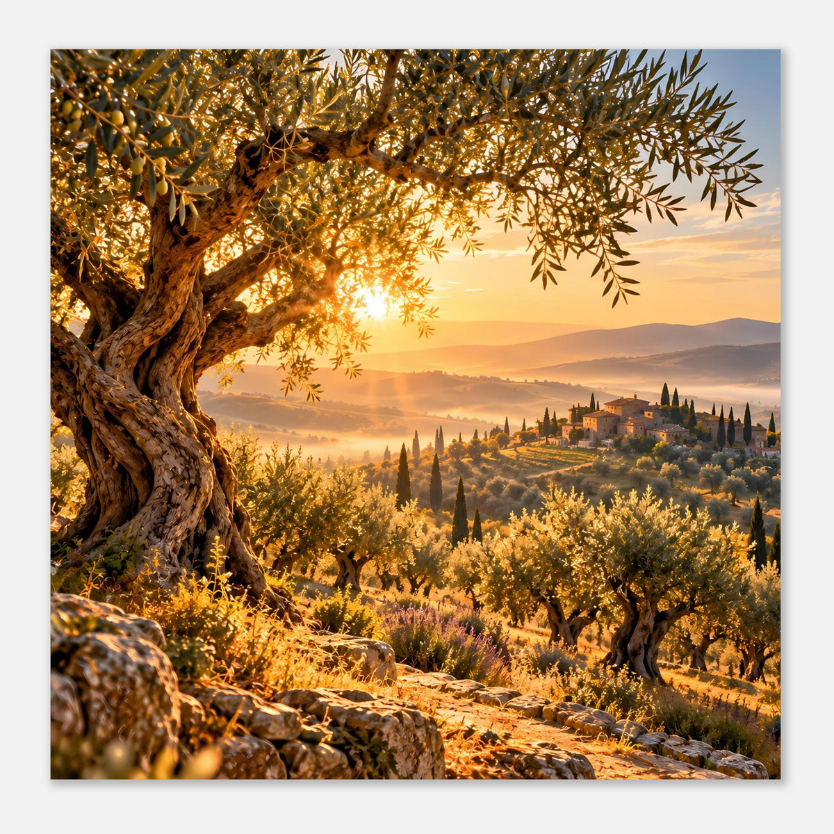 Landschaftsposter mit Olivenhain, goldener Morgensonne und Felsweg im Vordergrund