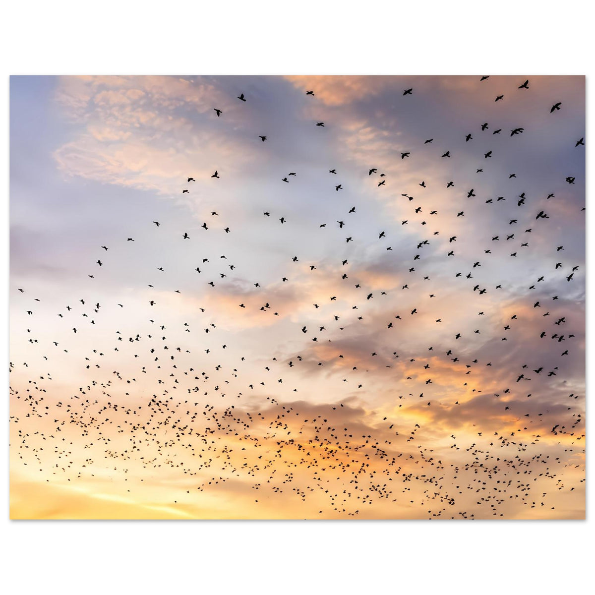 Kunstdruck-Poster (Hochformat) mit Vogelschwarm über Abendhimmel in warmen Tönen