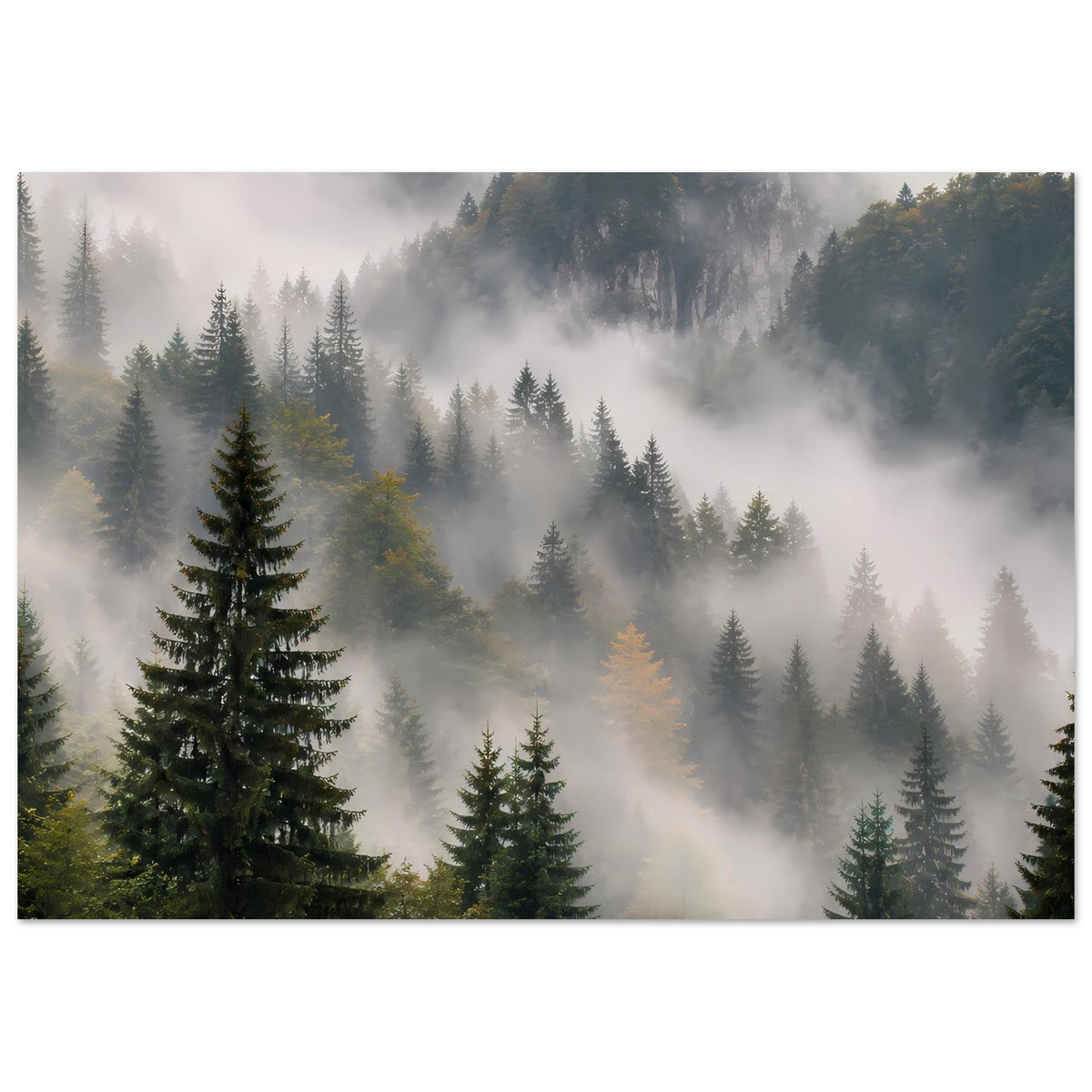 Poster im Querformat: Tannenwald im Nebel, Berge und Licht zwischen den Bäumen