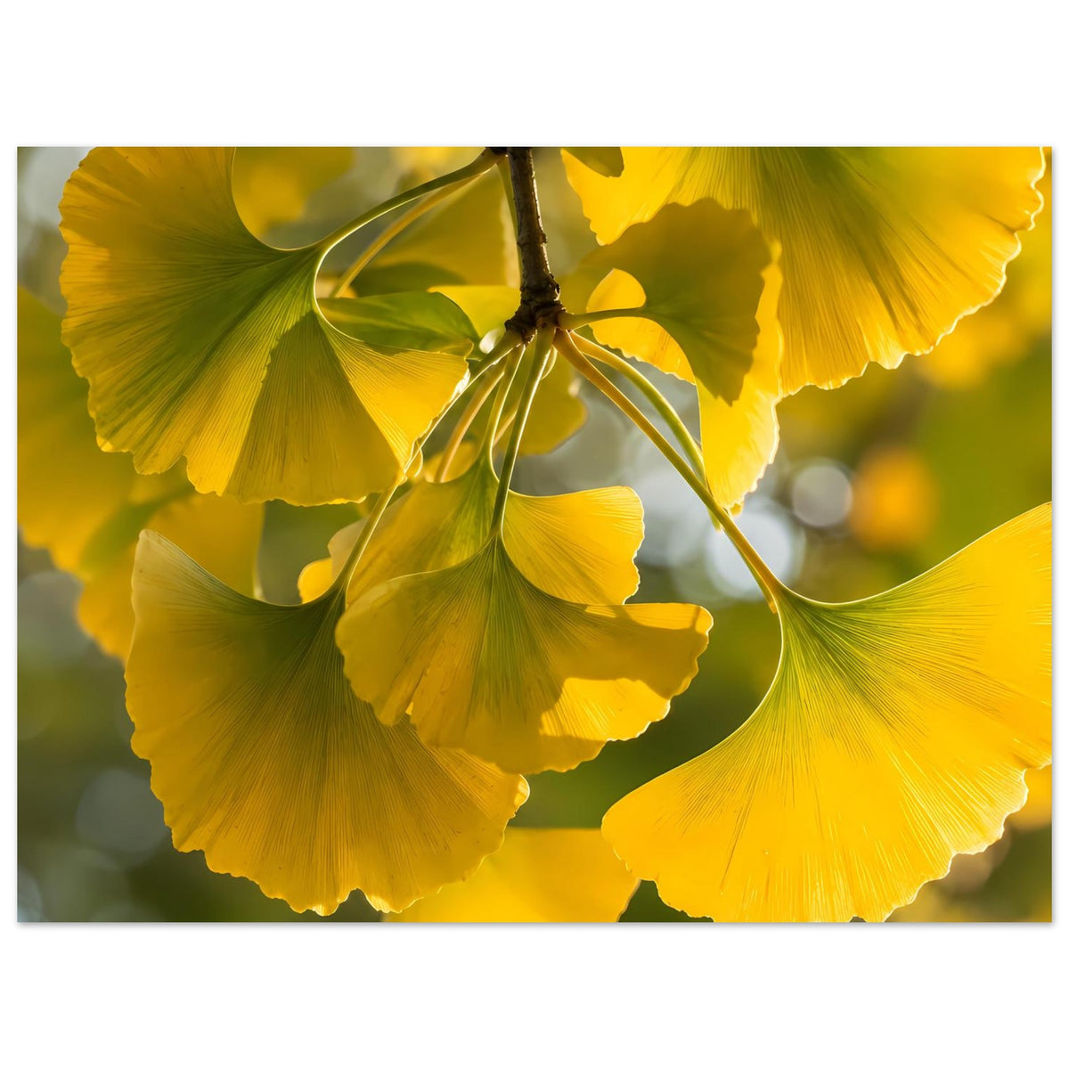 Horizontales Poster mit gelben Ginkgoblättern am Ast, warmes Lichtmotiv