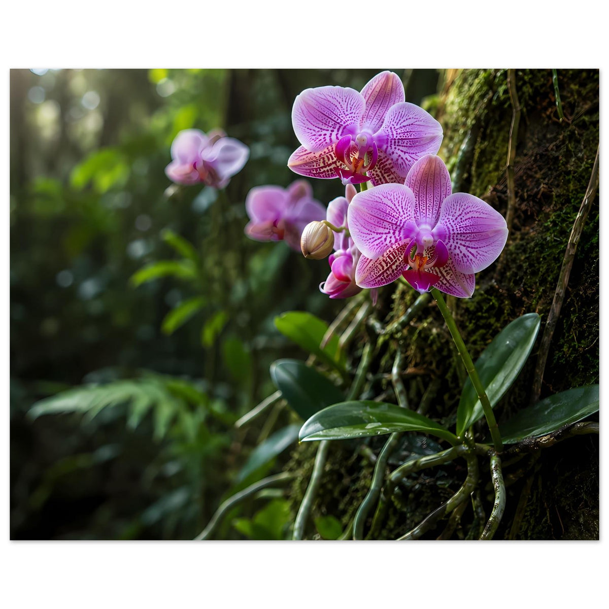 Botanisches Poster mit pinken Orchideenblüten, Wurzeln und grünen Blättern