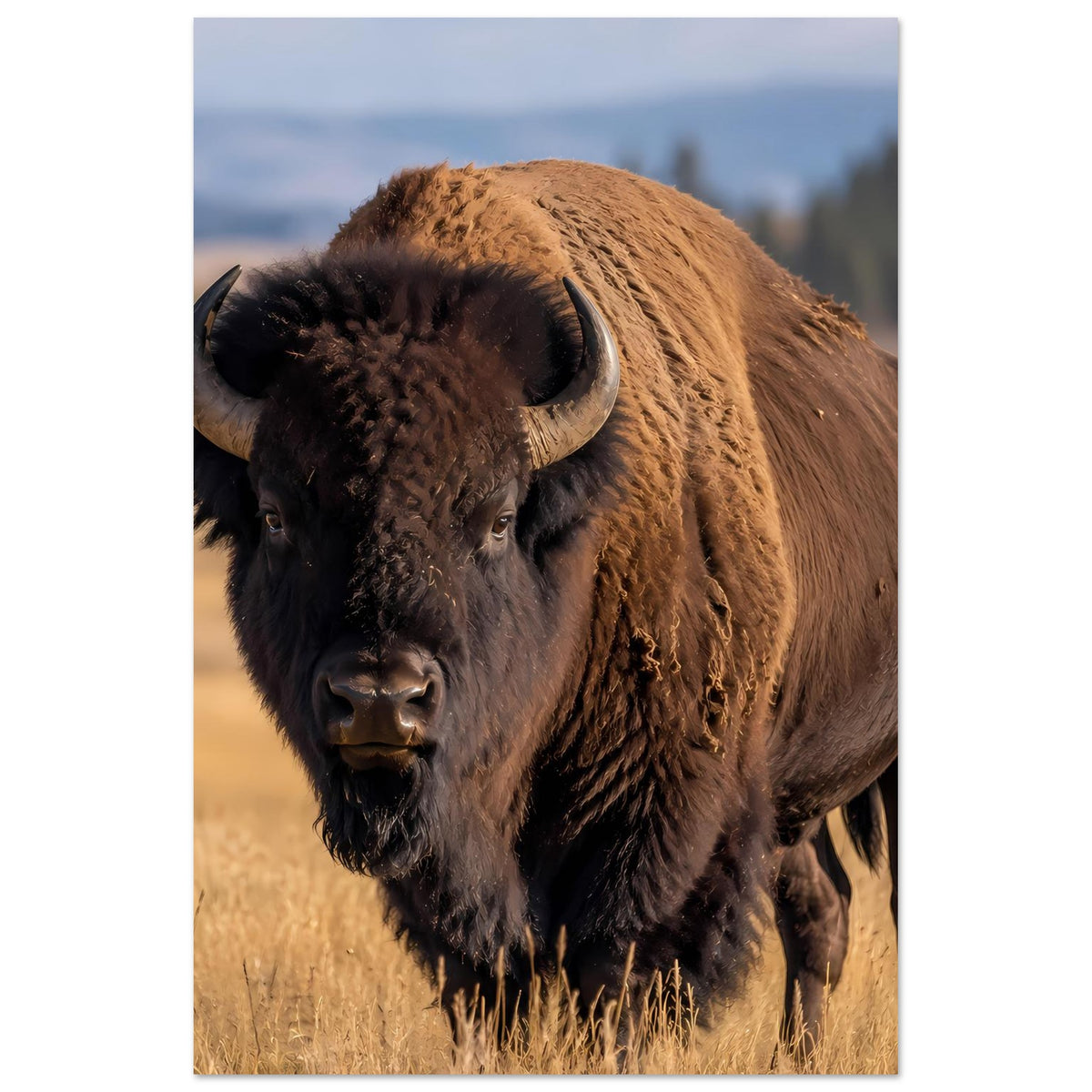 Bison-Wildlife-Poster: stehender Büffel im Porträt, braunes Fell und schwarze Hörner