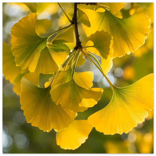 Leuchtendes Ginkgoblatt-Poster: gelbe Blattwedel und Ranken auf mattem Premiumpapier.
