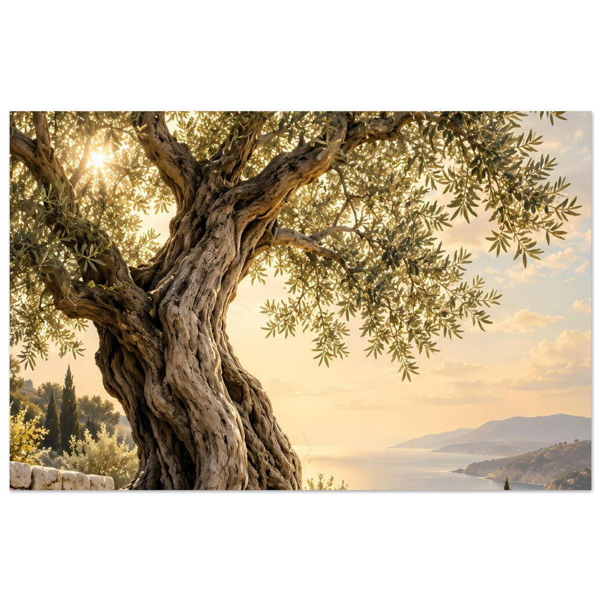 Olivenbaum-Poster mit kräftigem Stamm, grünen Blättern und Blick auf Meer, Hügel und Bucht