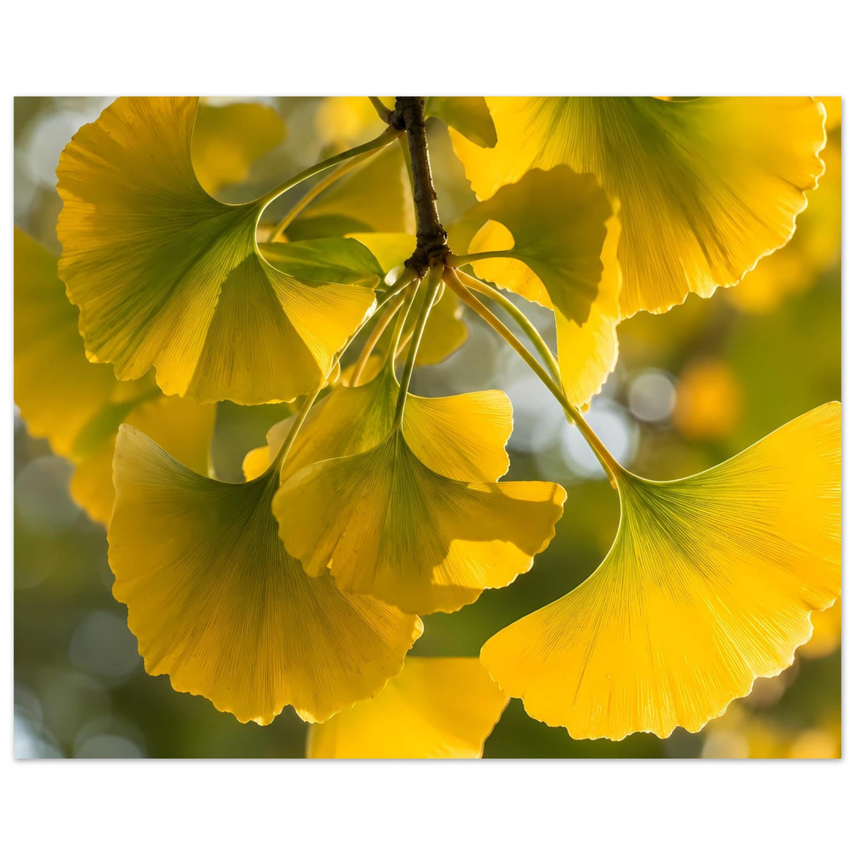 Ginkgoblatt-Poster: gelbe Blattwedel mit grünen Adern an einem Ast, nahe Ansicht