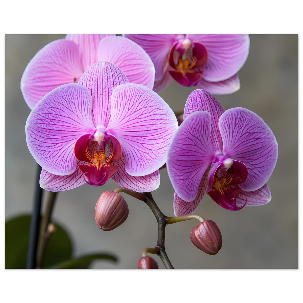 Orchideenposter: mehrere pink-lila Phalaenopsis-Blüten mit Knospen am Stiel