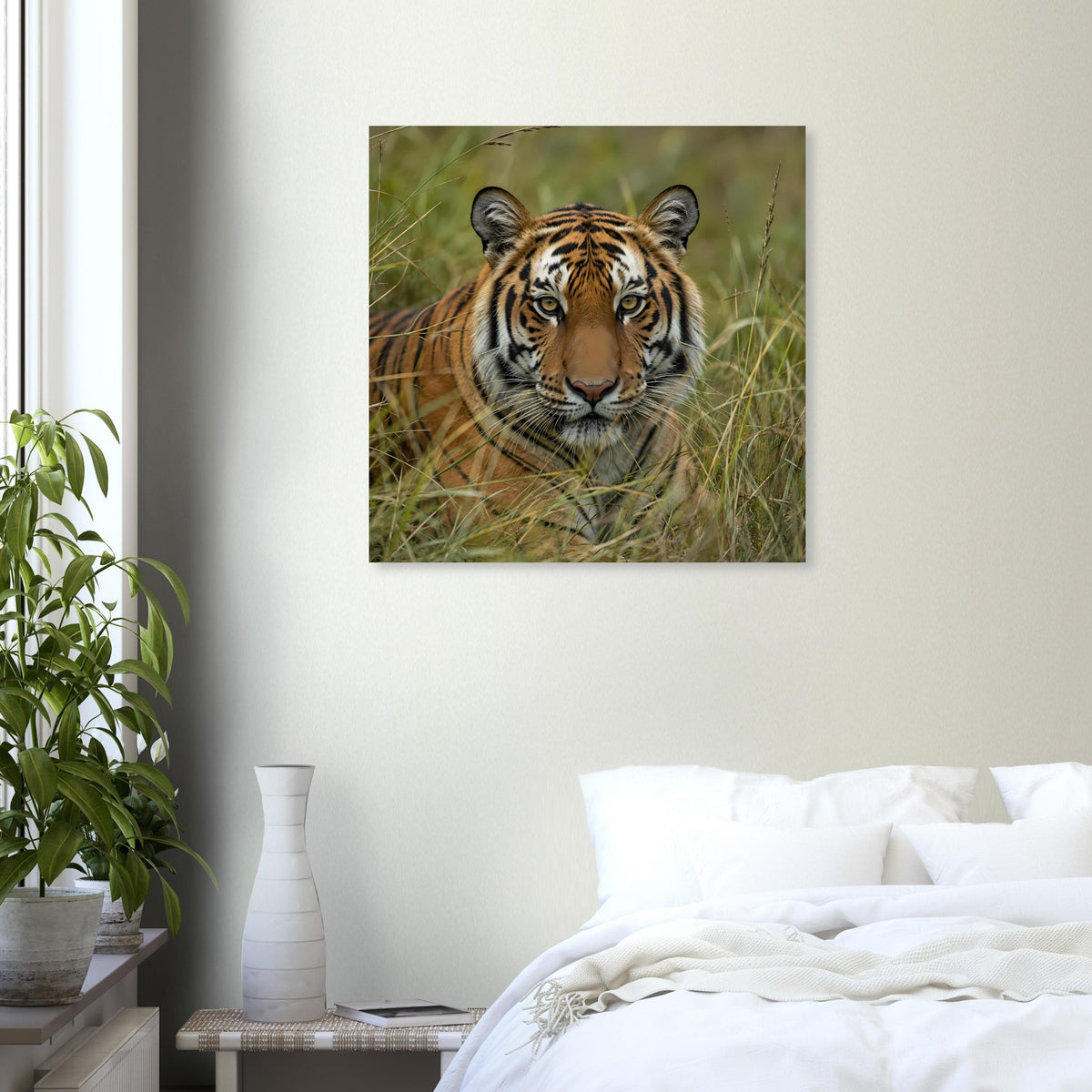 Tiger-Poster mit Tiger im Gras, mittlere Aufnahme, quadratischer Rahmen