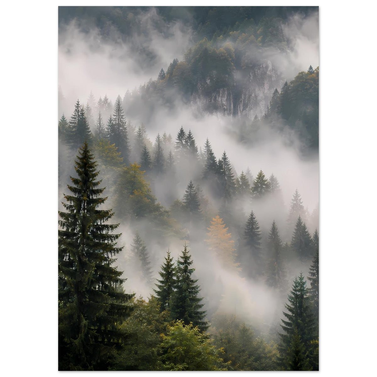 Wandposter: Nebeliger Nadelwald mit Tannen und felsigem Gebirge im Hintergrund