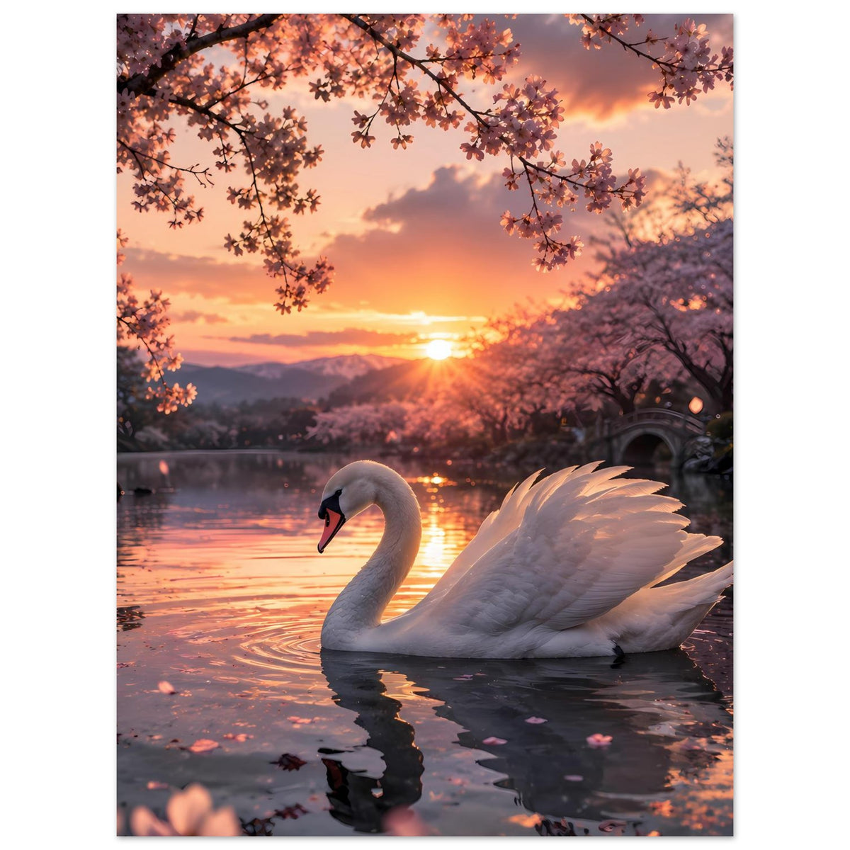 Poster mit weißem Schwan am See bei Sonnenuntergang, rosa Blütenzweige und Spiegelung