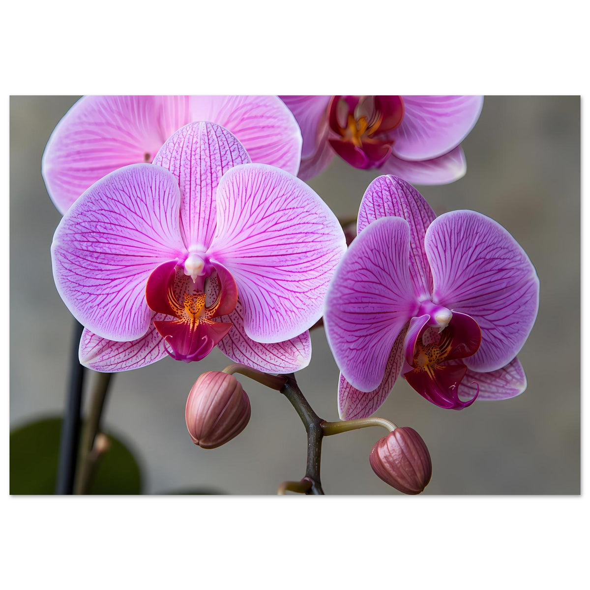Orchideen-Poster mit lila-rosa Blüten und rosa Knospen, zentrierte Astkomposition