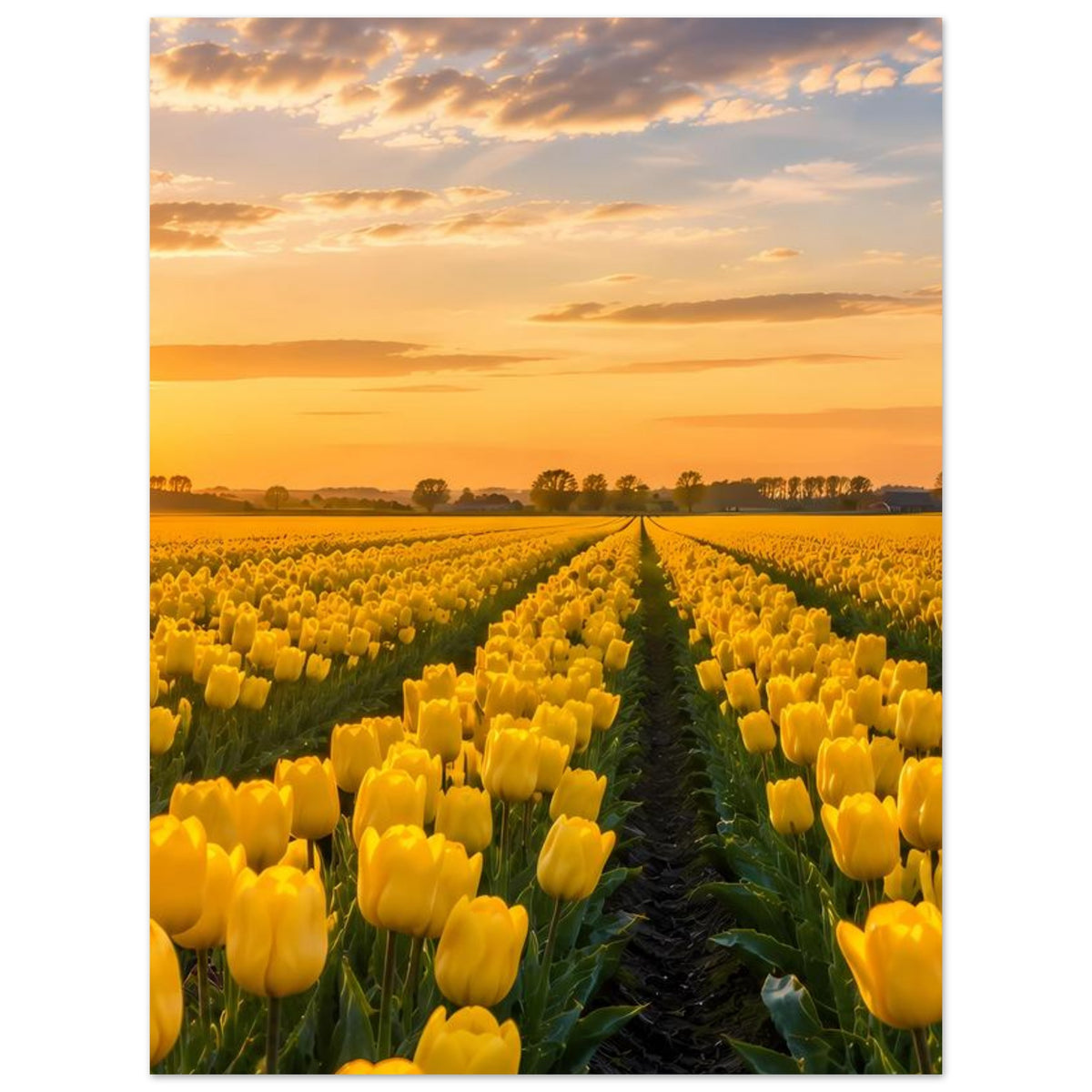 Poster: gelbes Tulpenfeld mit Sonnenuntergang und geradem Tulpenweg.