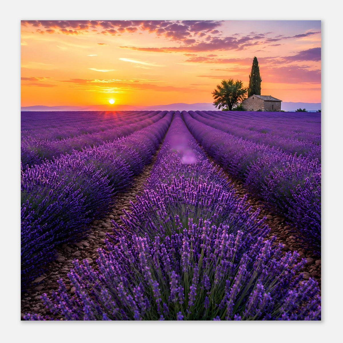 Quadratisches Lavendelfeld-Poster mit Sonnenuntergang, violettem Blütenmeer und mittlerem Pfad