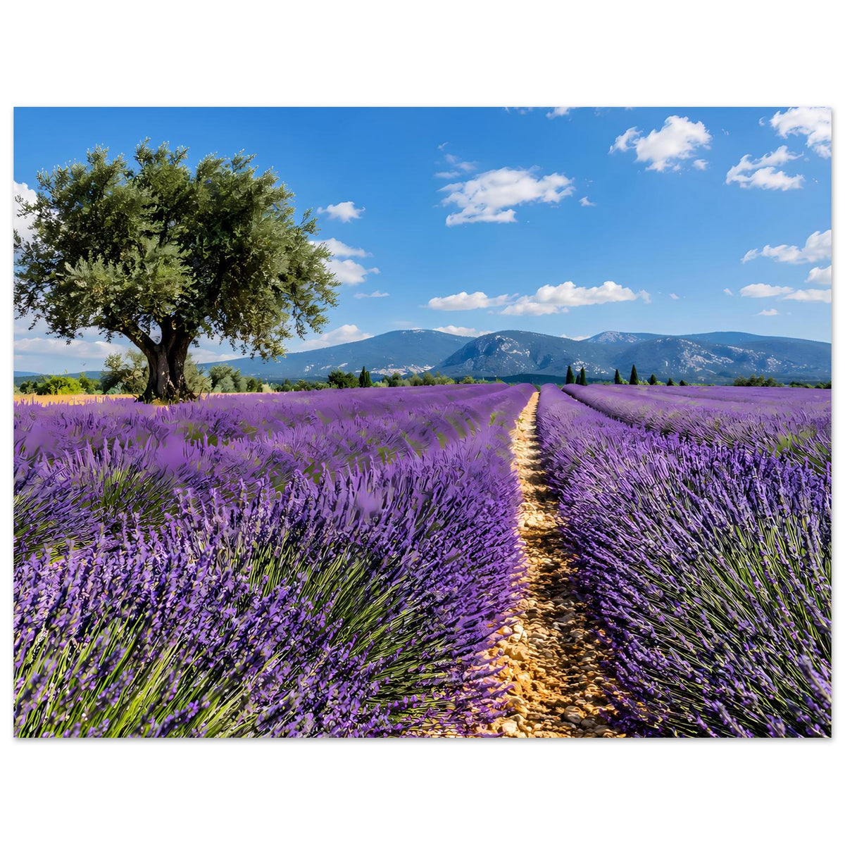 Poster mit Lavendelfeld und schmalem Weg, Baum links und blauem Himmel