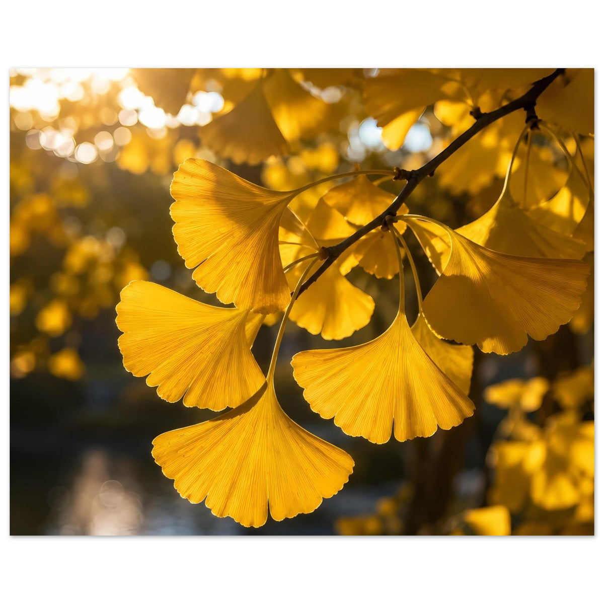Botanisches Poster mit gelben Ginkgoblättern an dunklem Ast, naher Ausschnitt.