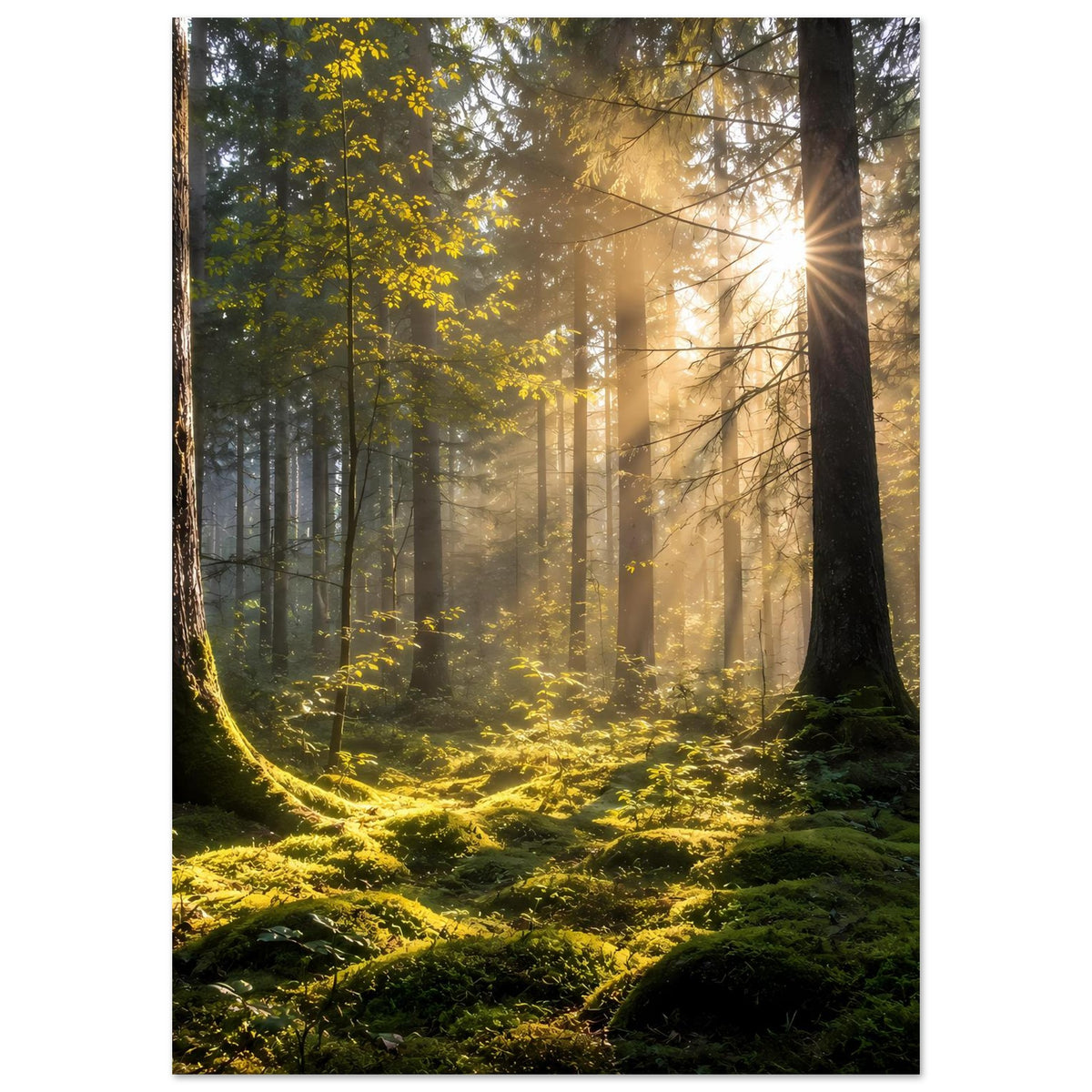 Waldposter im Hochformat: Waldweg im Licht, grüne Farne und moosige Fläche