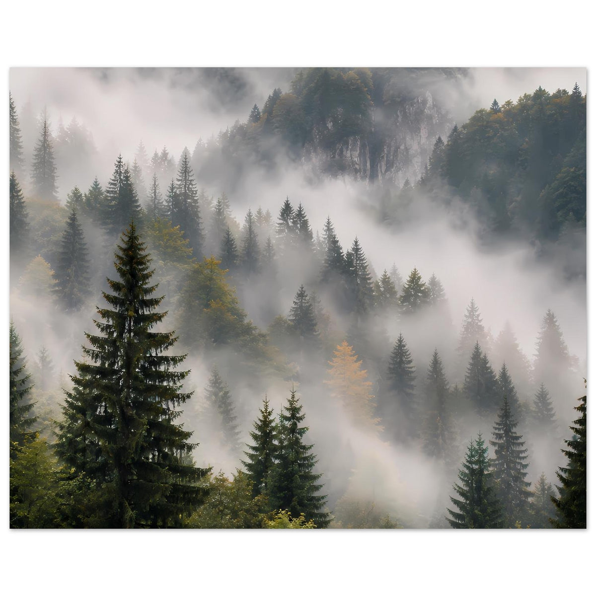 Poster mit Tannenwald und Nebelschleiern, Bergsilhouette im Hintergrund