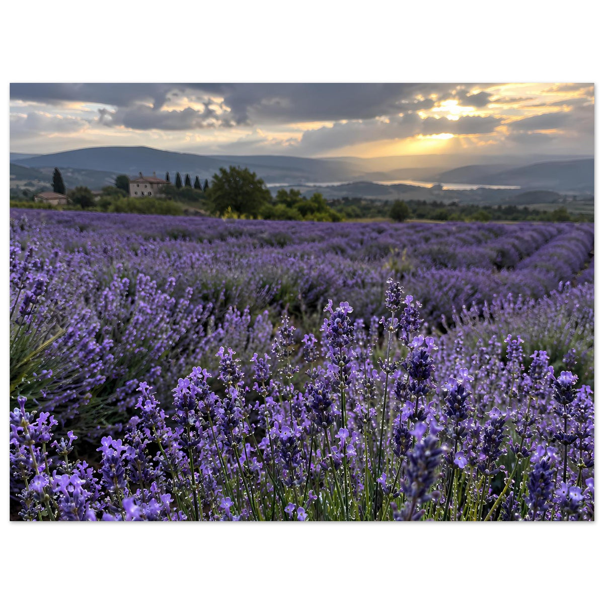 Horizontales Poster: Lavendelfeld mit Reihen, violetten Blüten und Abendsonnenhimmel