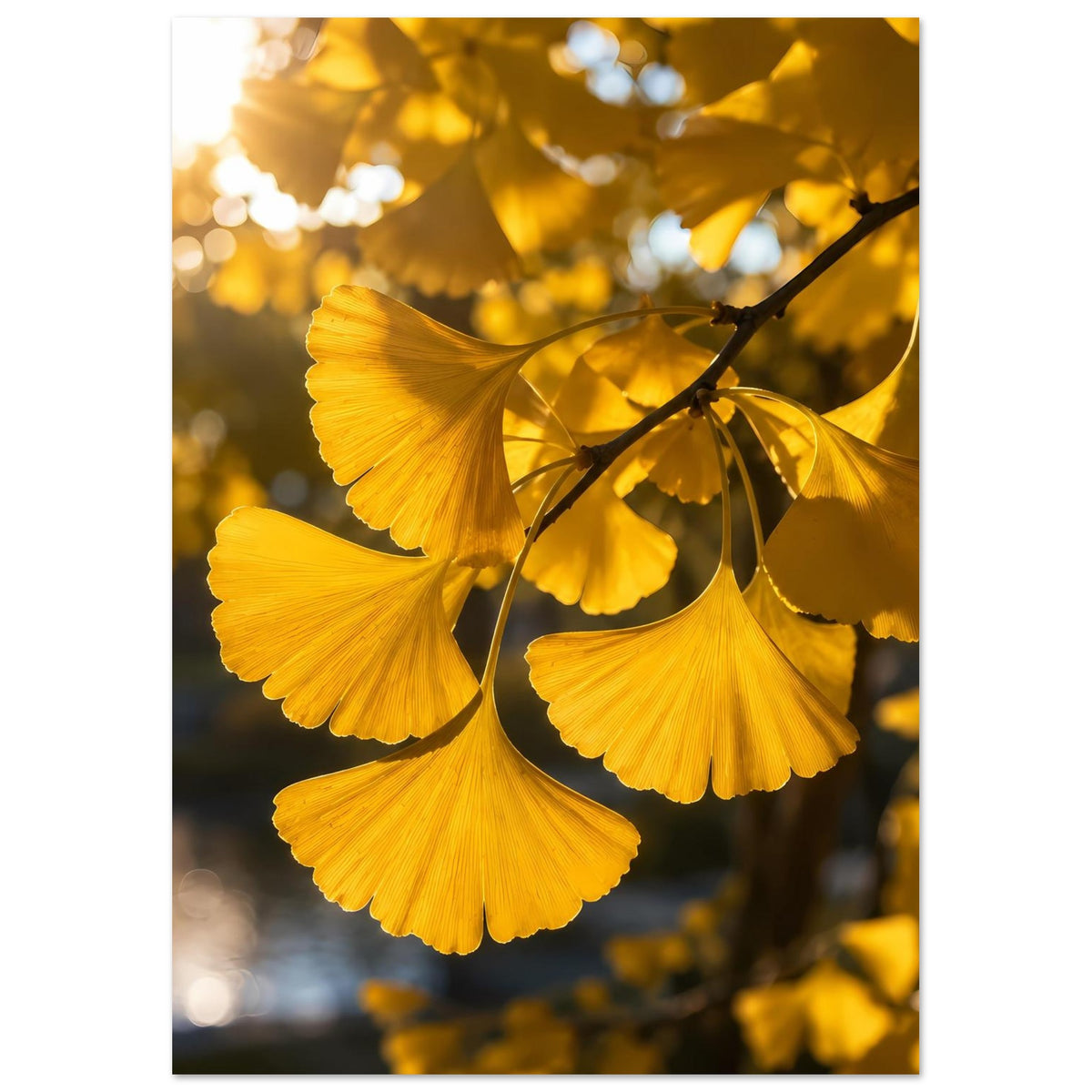 Botanisches Poster mit goldenen Ginkgoblättern an verzweigtem Ast, überlappende Blätter