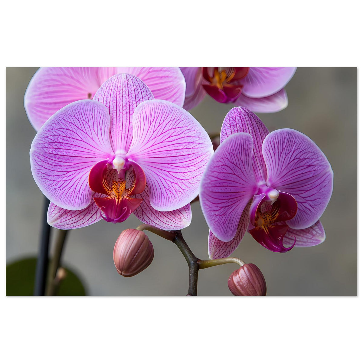 Orchideen-Poster mit violetten Blüten und Knospen, horizontal zugeschnitten