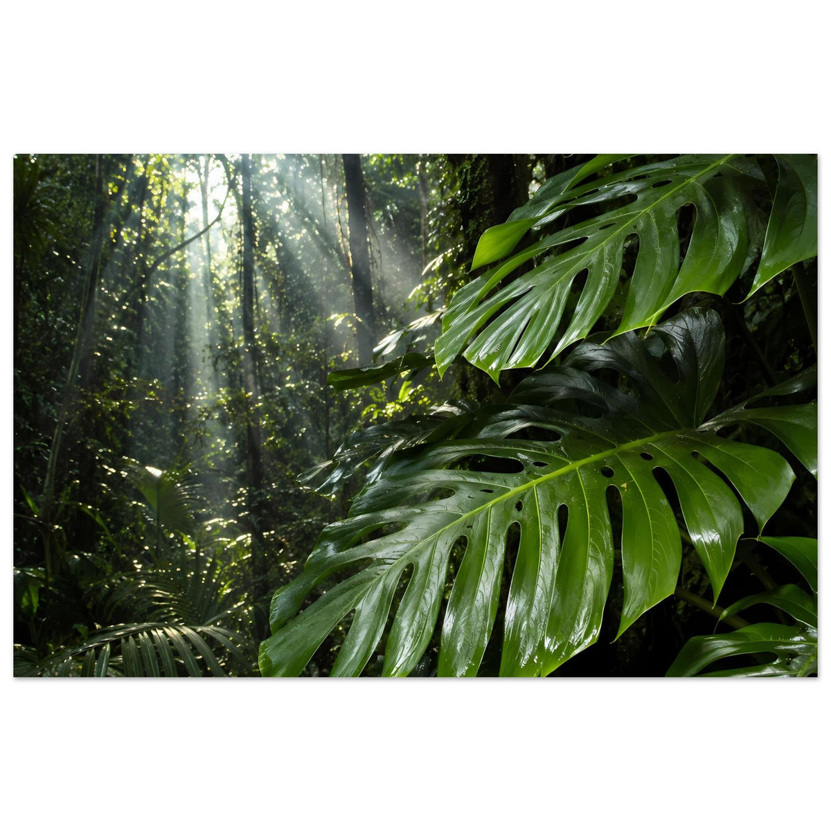 Dschungel-Poster mit großen grünen Monstera-Blättern und Sonnenstrahlen im Wald