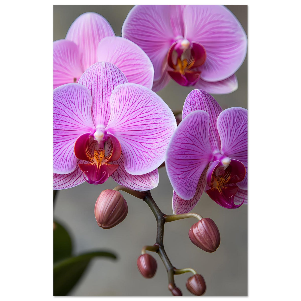 Orchideenposter: pink-lila Phalaenopsis-Blüten und Knospen an einem verzweigten Stiel