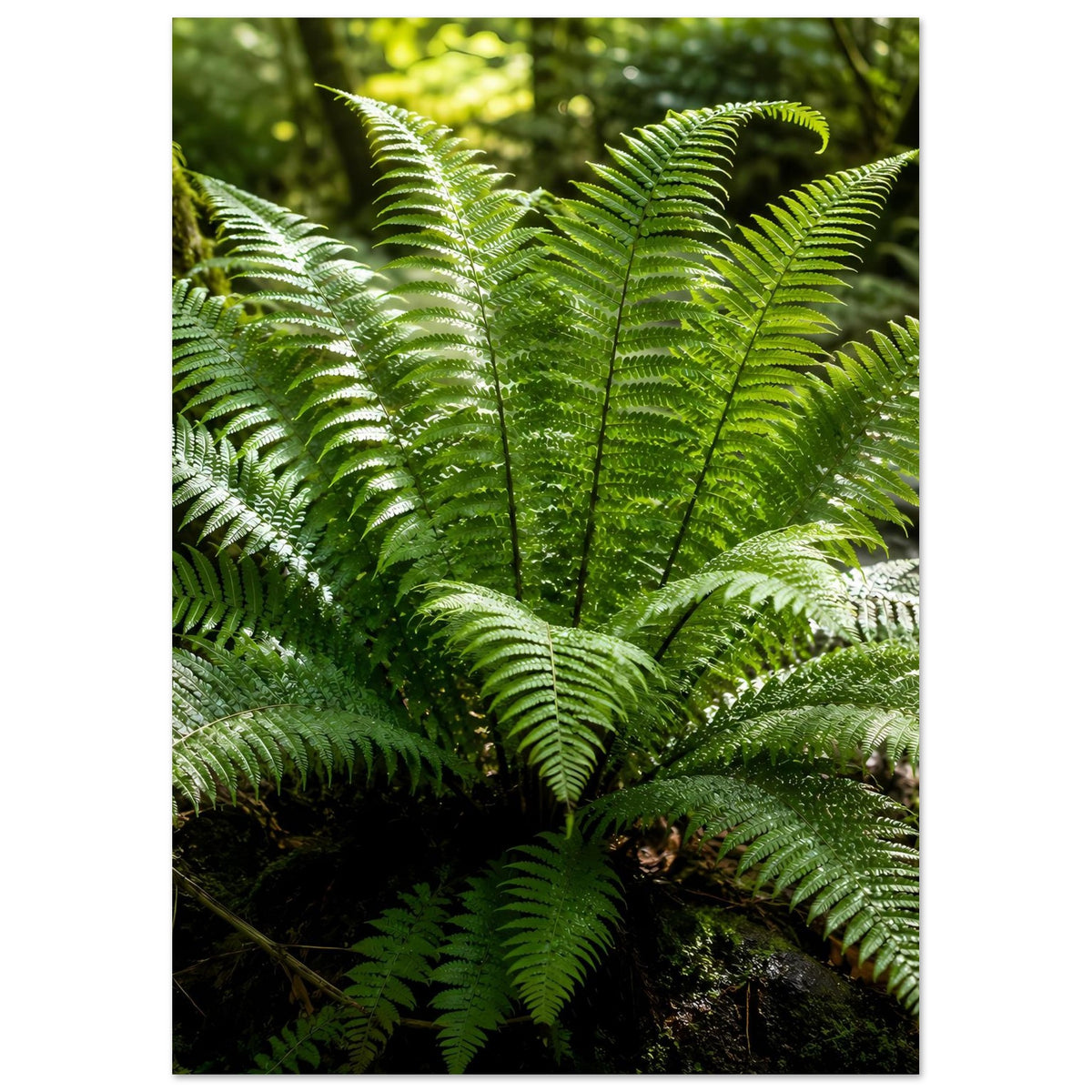 Botanisches Naturposter mit grünen Farnwedeln, mehr Wedelkrone im oberen Bereich