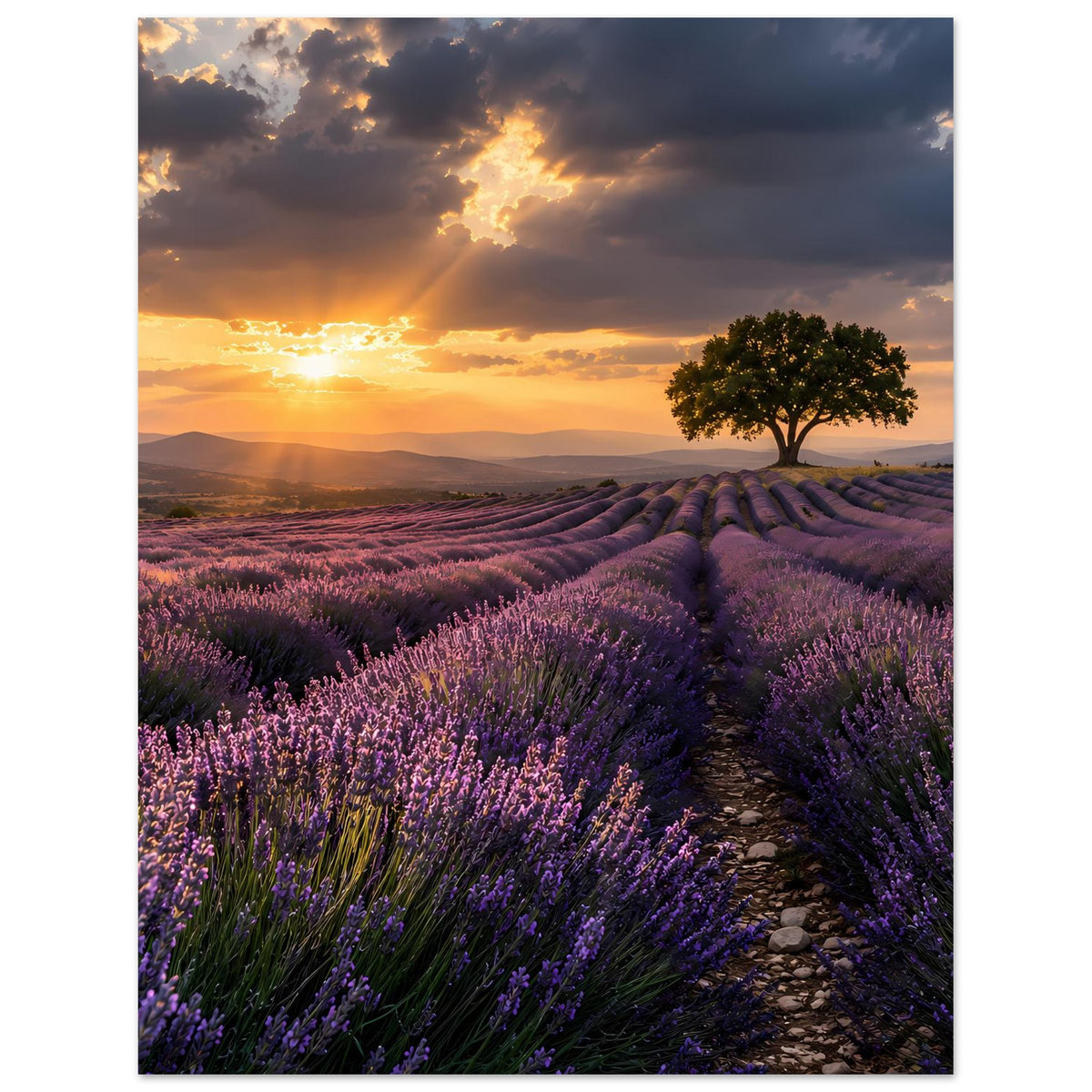 Gerahmtes Poster im Hochformat: Lavendelfeld mit Pfad und Reihen, warmes Abendlicht, Baum.
