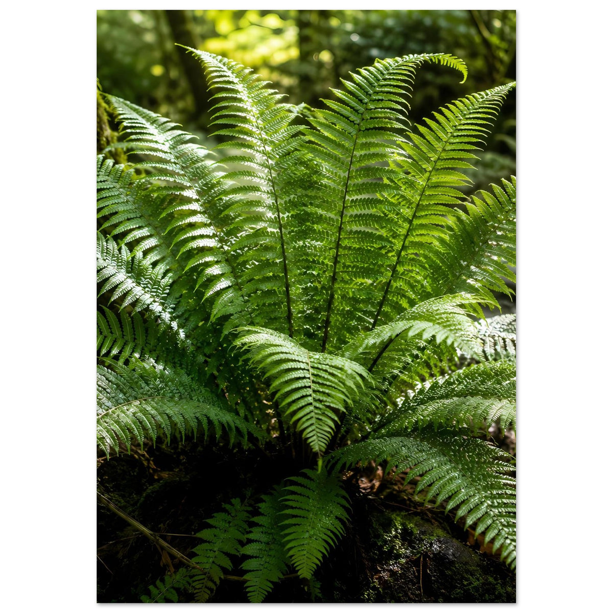 Botanisches Naturposter mit grünen Farnwedeln und feinen Blattfiedern