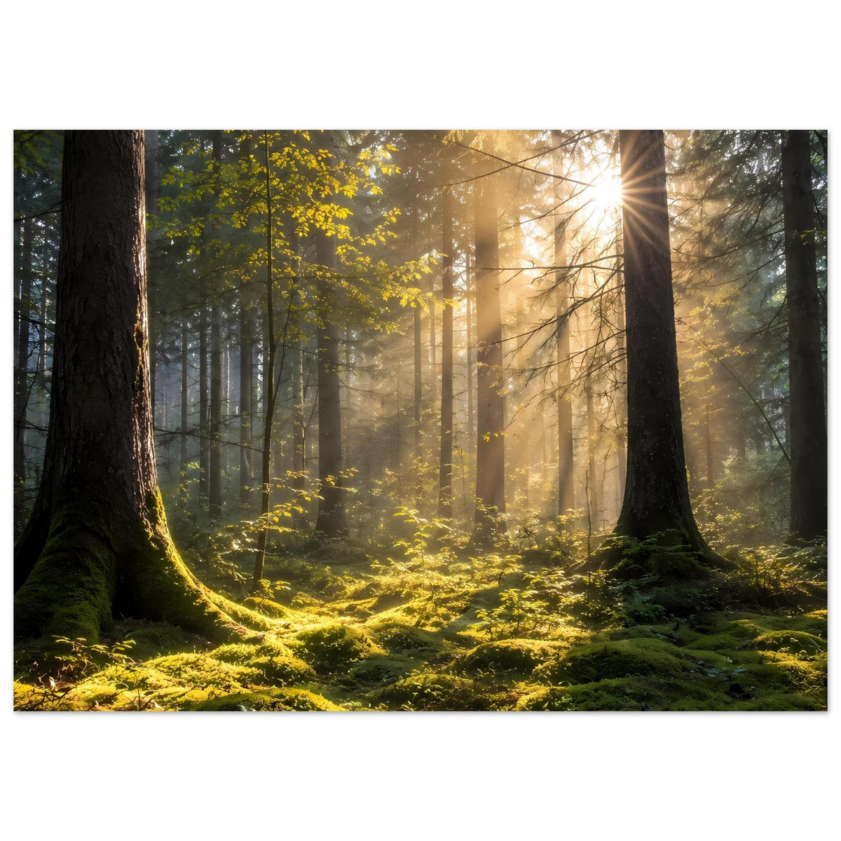 Wald-Sonnenaufgang Poster im Querformat mit goldenen Lichtstrahlen, hohen Baumstämmen und Moos