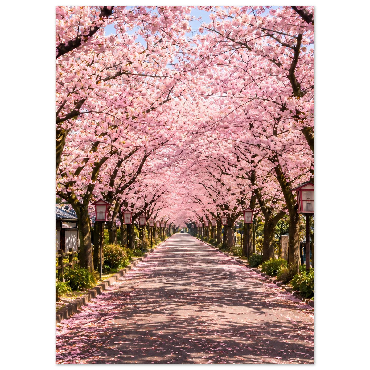 Poster im Hochformat mit Kirschblütenallee, rosa Blütenkronen über dem Weg