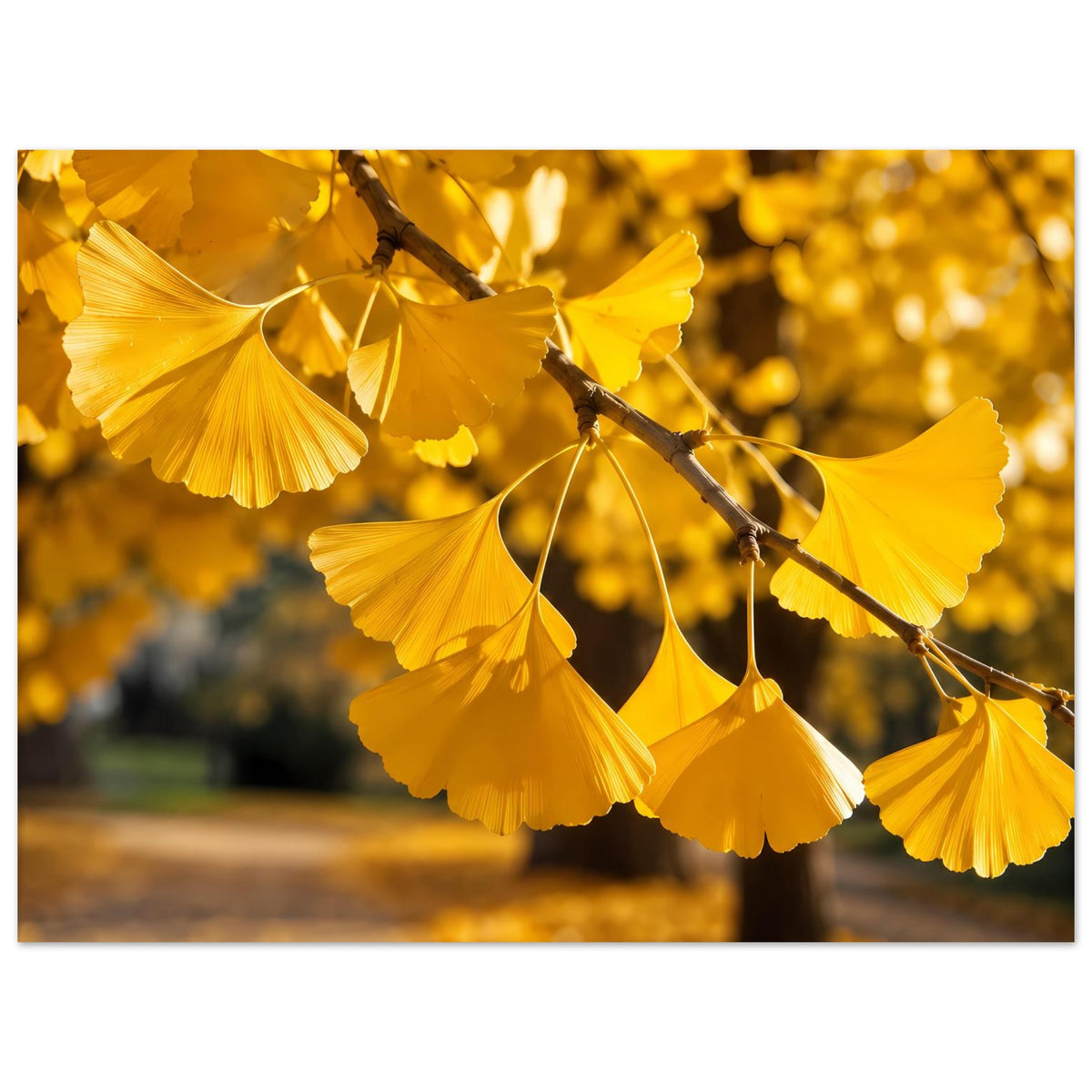 Poster mit goldenen Ginkgo-Blättern an Zweig, Querformat mit viel Blütenform