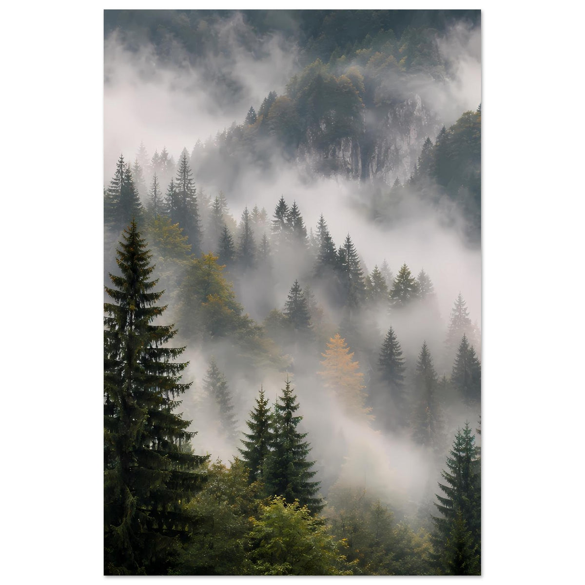 Poster mit Waldnebel und Tannenwald, mehrere Baumhöhen im dichten Dunst