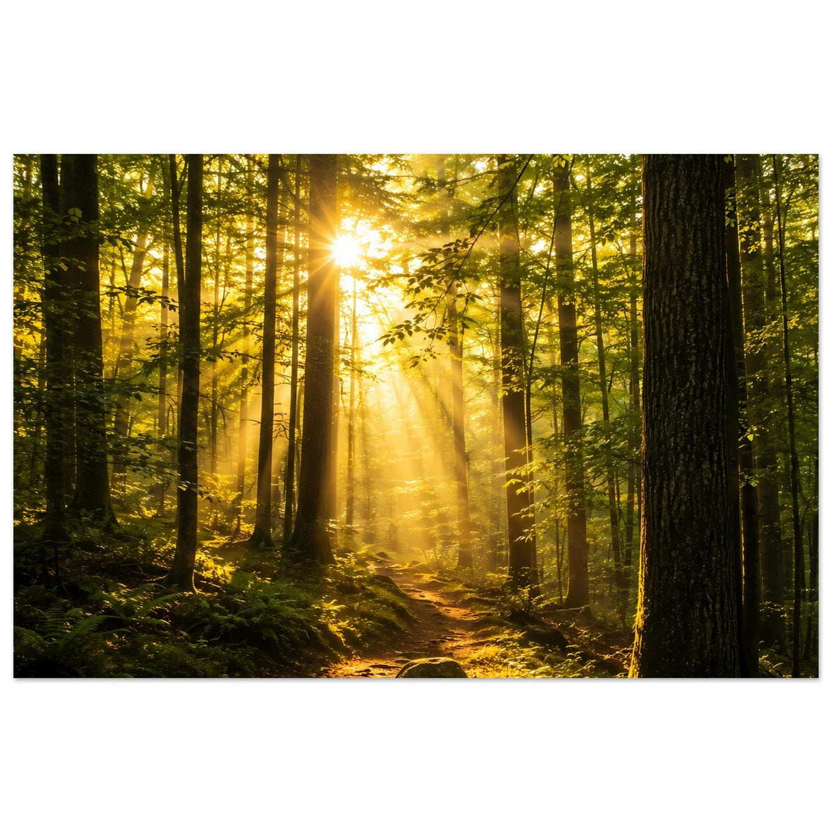 Querformat-Wandposter: Sonnenaufgang im Wald, goldenes Licht auf moosiger Erde