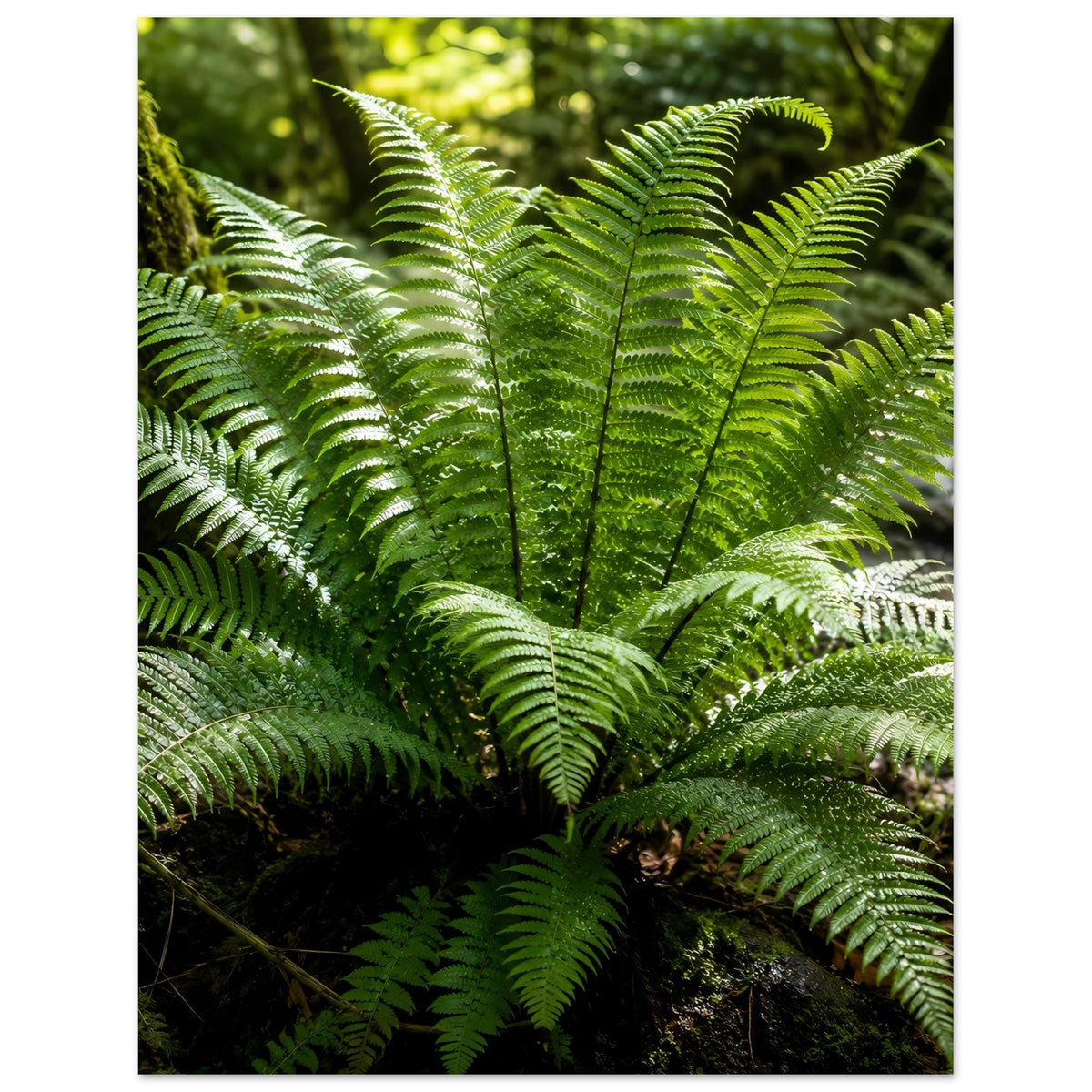 Botanisches Naturposter mit dichtem Farnmotiv, viele Wedel oben im Bild