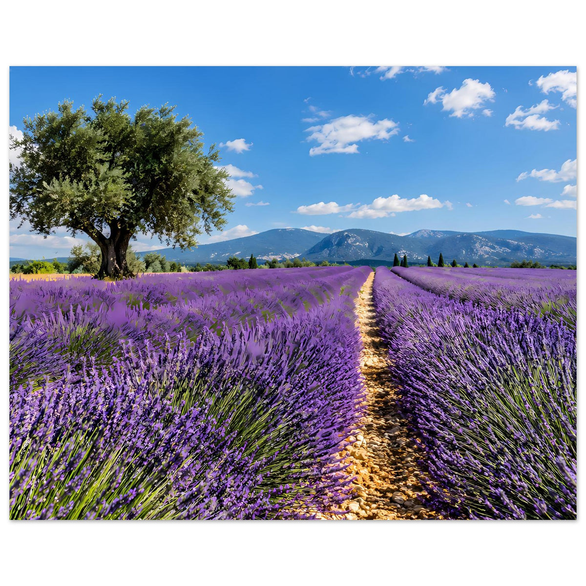 Lavendelfeld-Poster im Querformat mit Reihen aus Lavendel, Pfad in der Mitte und Baum