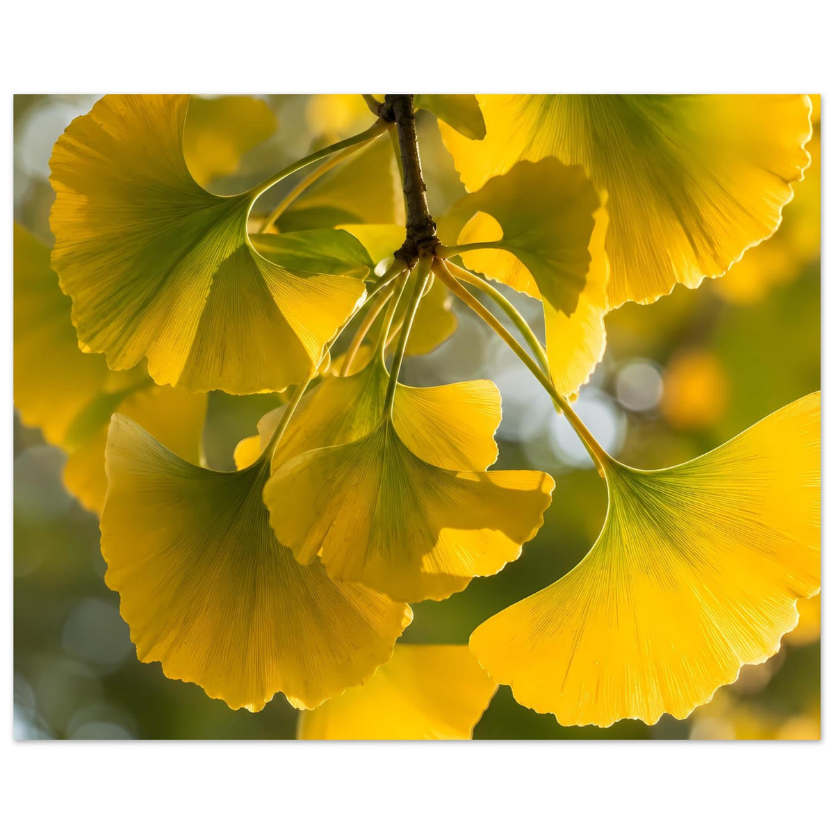 Poster mit Ginkgoblättern an einem Ast, große gelbe Blattfächer, Querformat