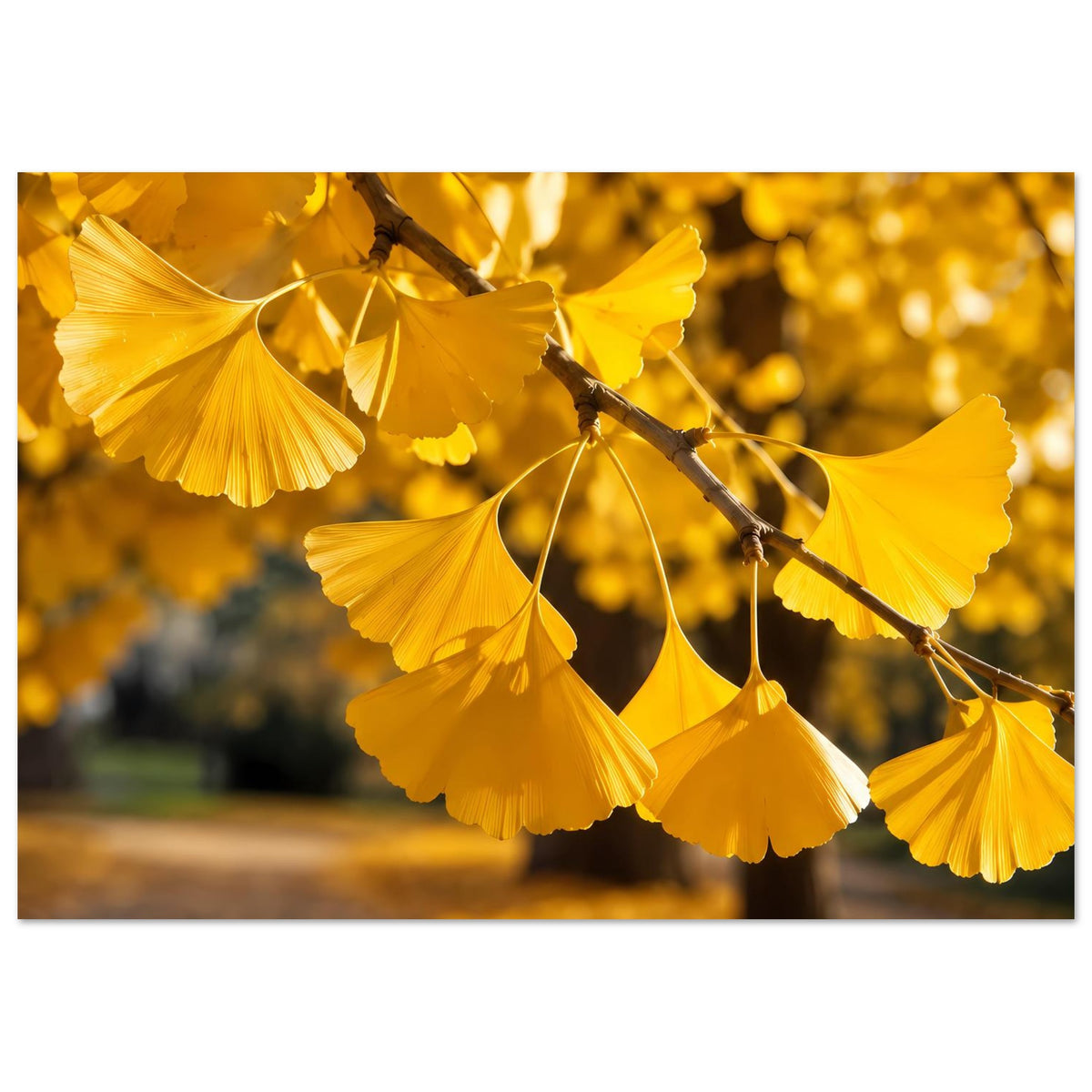 Herbstliches Ginkgoblätter-Poster mit goldenen Blättern am Ast, rechts angeschnitten