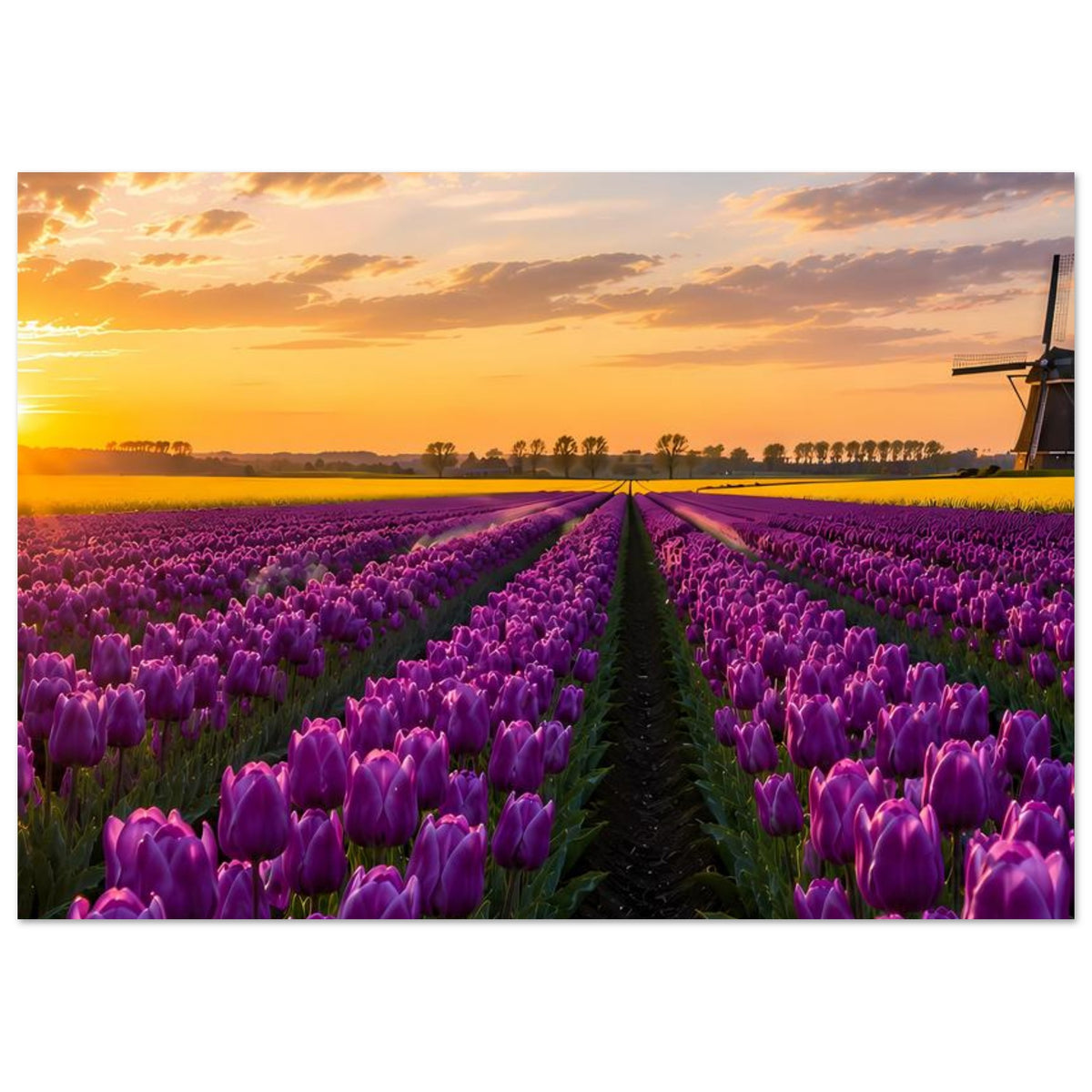 Hochkantiges Poster mit Tulpenallee und Windmühle am Rand im goldenen Sonnenuntergang