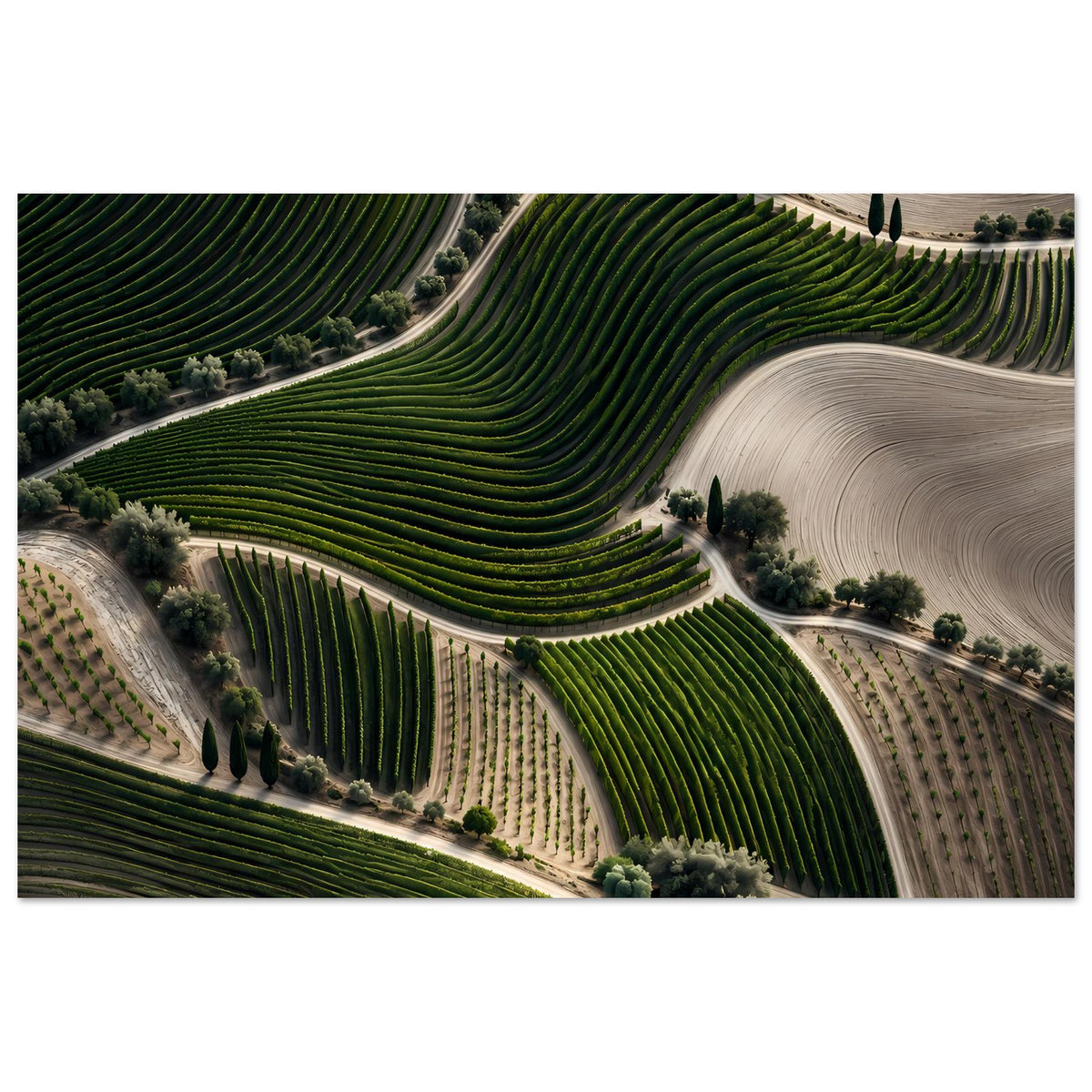 Landschaftsposter mit Weinbergterrassen: dichte grüne Rebzeilen, helle Wege und Feldflächen, querformat.