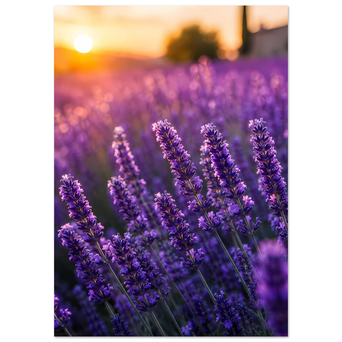 Lavendelblüten-Poster im Hochformat, violette Lavendelähren im warmen Sonnenuntergang