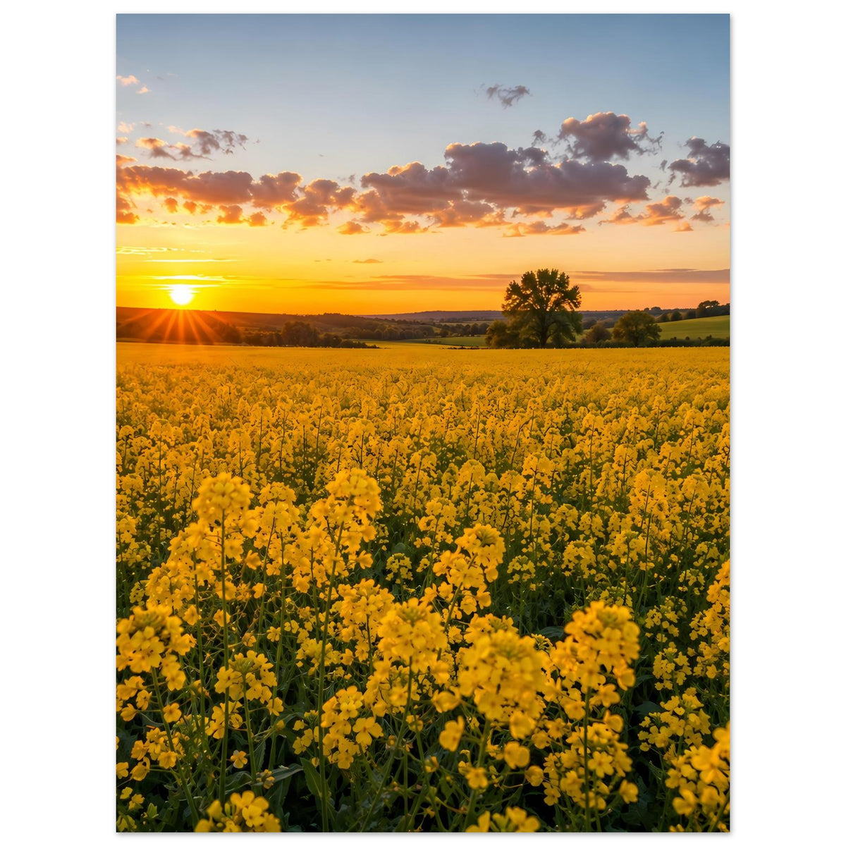 Landschaftsposter: gelbe Blütenfelder mit Baum im Hintergrund bei Sonnenuntergang
