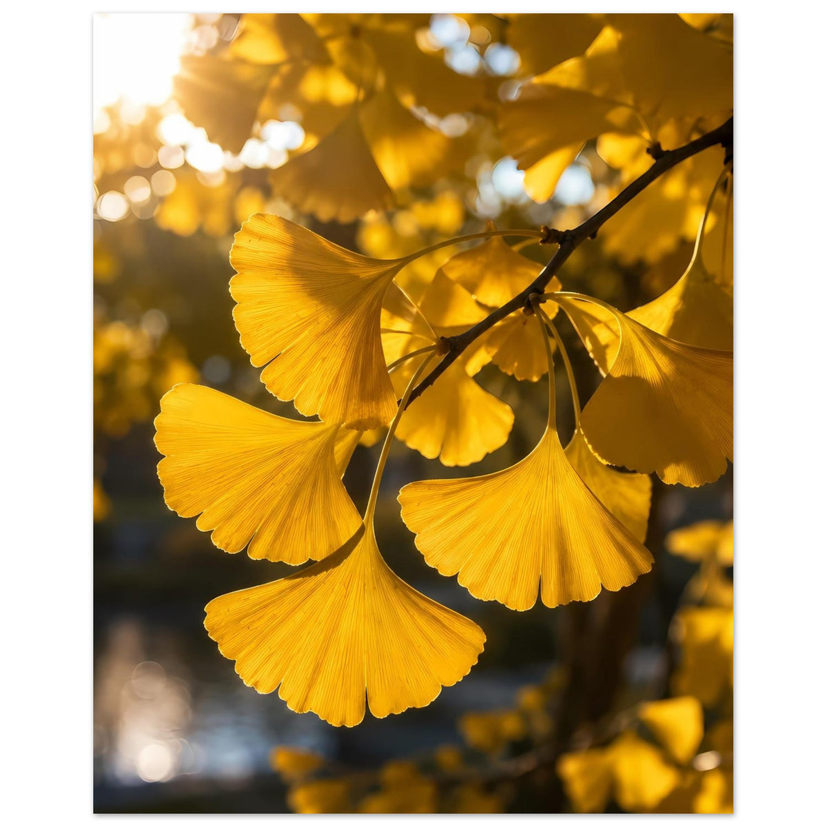 Poster mit goldgelben Ginkgoblättern und feinem Astmotiv