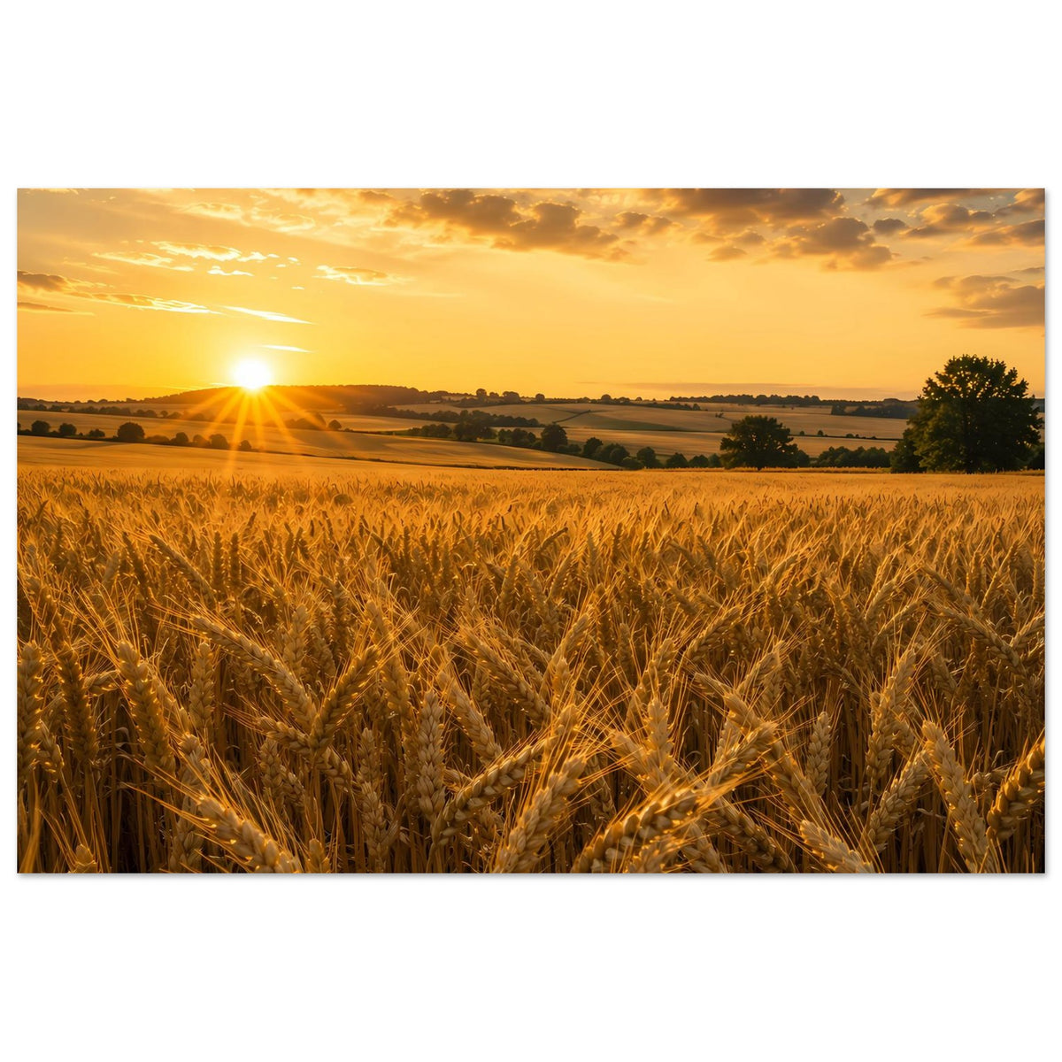 Landschaftsposter Querformat mit Weizenähren im Vordergrund und warmem Sonnenaufgang