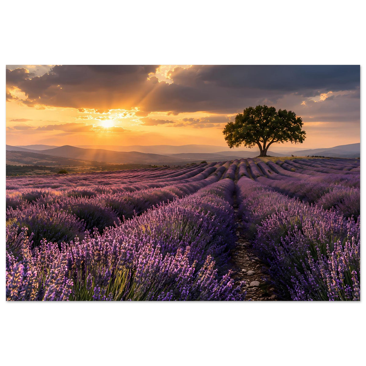Poster mit Abendhimmel über Lavendelfeldern, Sonnenstrahlen, Baum rechts, Feldweg in der Mitte