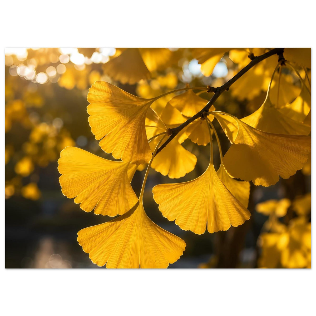 Botanisches Poster mit goldenen Ginkgoblättern am Ast, breiter horizontaler Rahmen