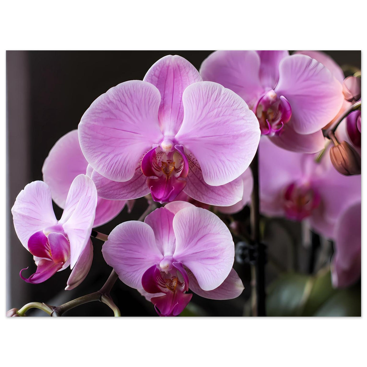 Orchideenblüten-Poster mit vier lila-rosa Phalaenopsisblüten, breiter Ausschnitt